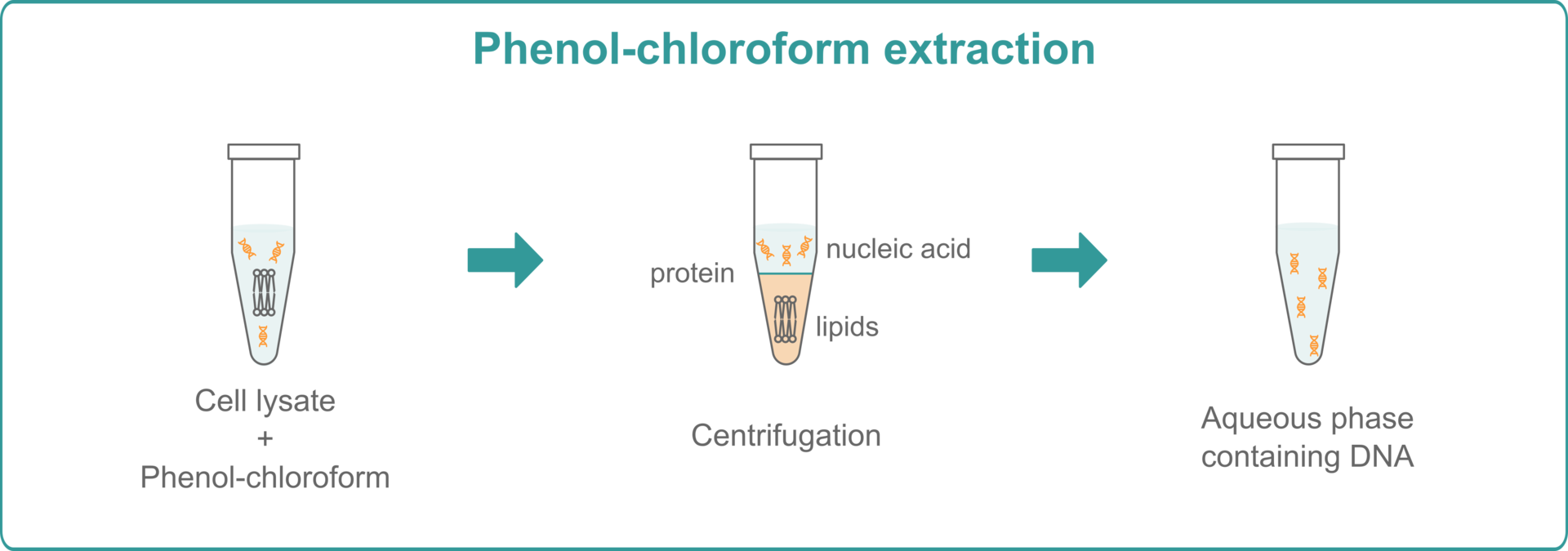 RNA and DNA extraction methods: Illustration explaining how phenol-chloroform extraction works