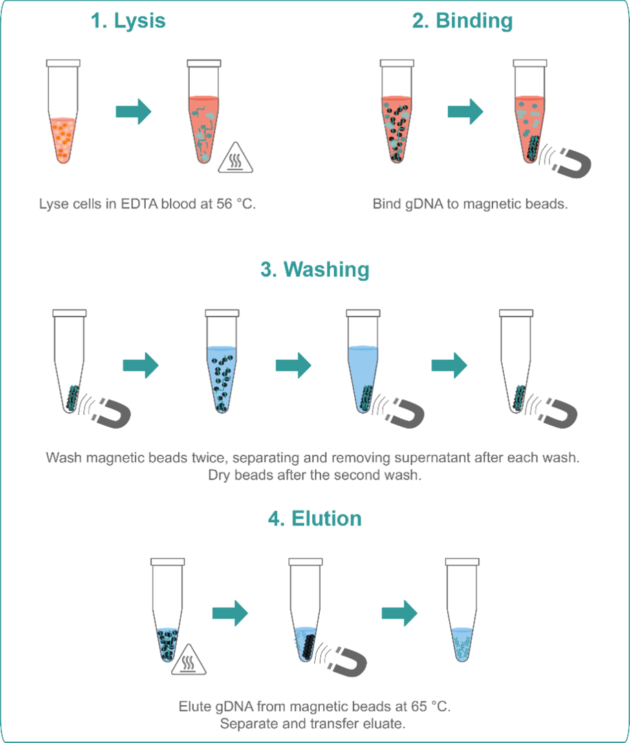 Illustration of the step-by-step procedure of blood extraction and gDNA purification with magnetic beads.