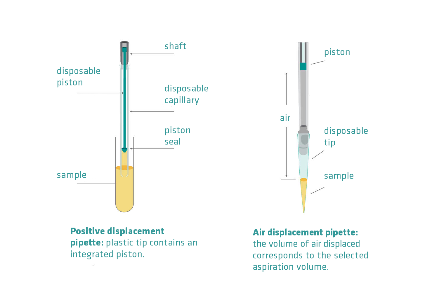 Everything you need to know about pipettes INTEGRA