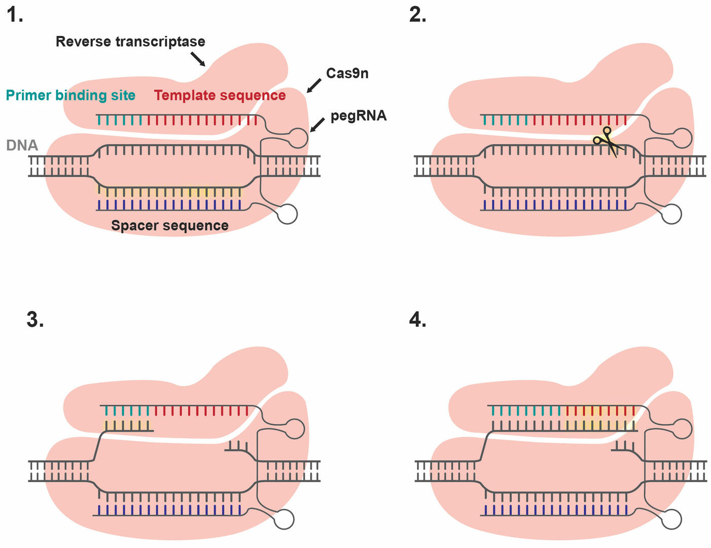 How prime editing works