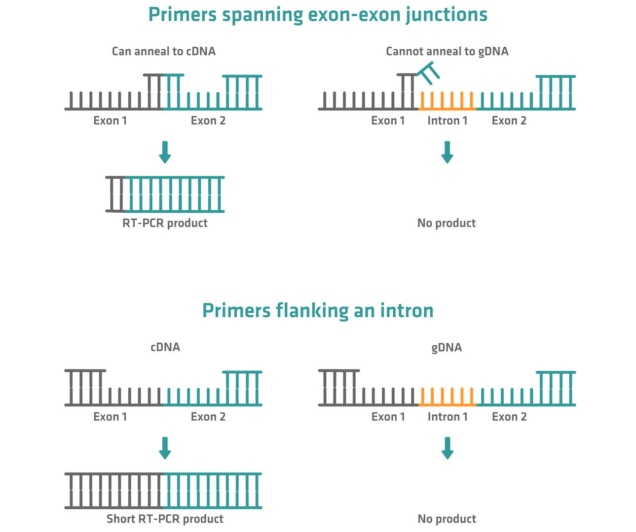 Primers spanning exon-exon junctions or flanking an intron can be used to minimize the risk of gDNA contamination in RT-PCR.