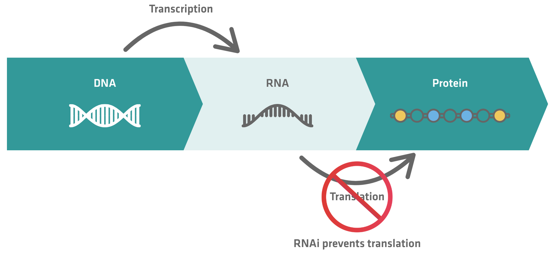 2-step protein biosynthesis process consisting of transcription and translation