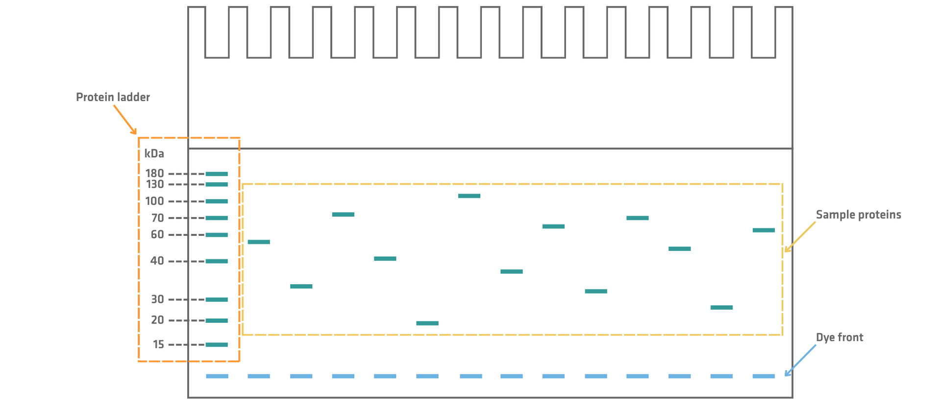 Estimating protein molecular weight using an SDS-PAGE protein ladder. Sample protein bands are compared with a ladder containing proteins of known molecular weights.