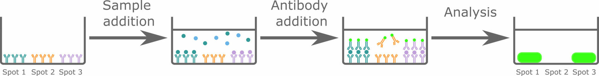 How a protein microarray works