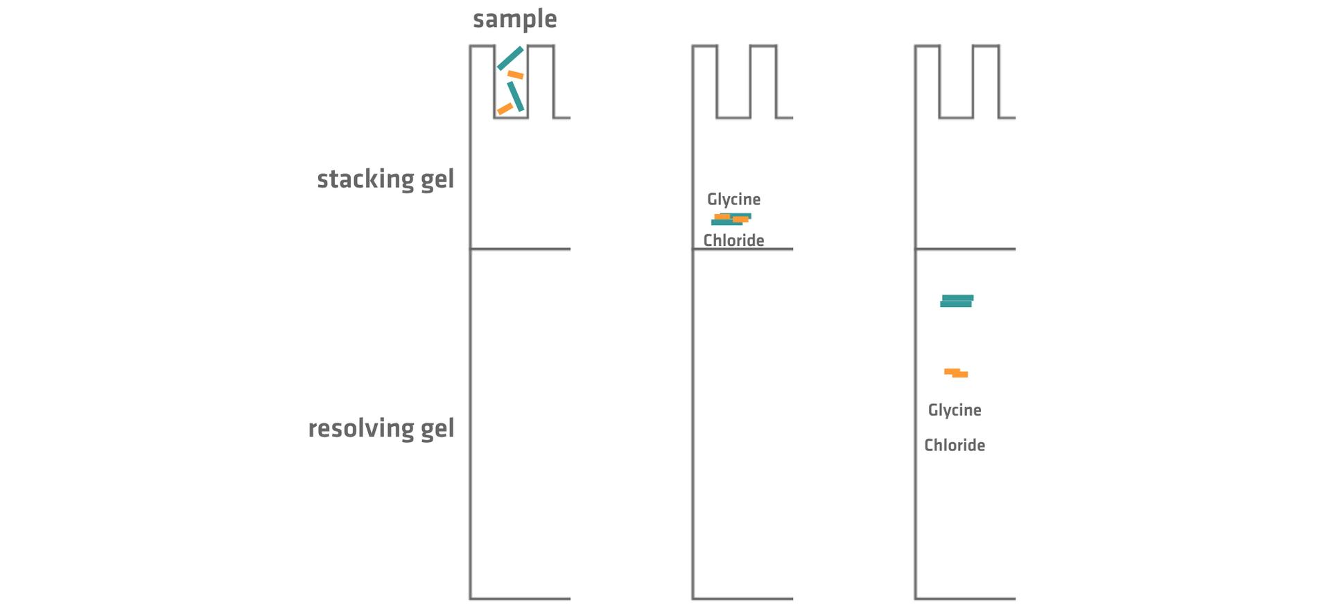 Protein stacking during SDS-PAGE