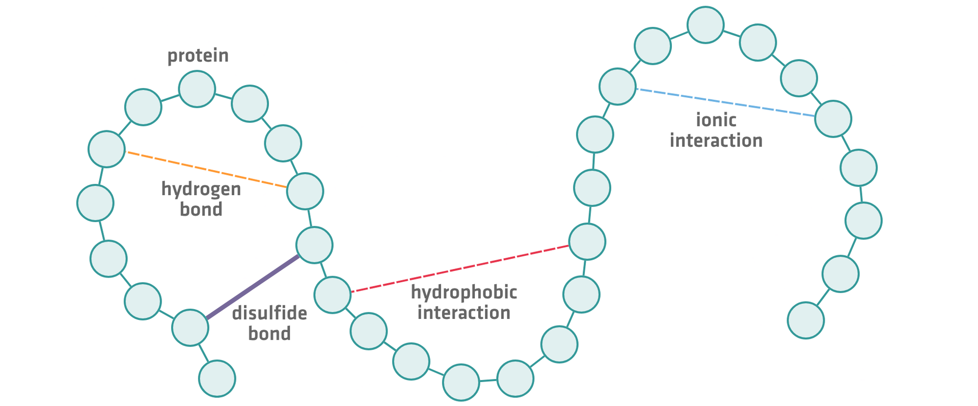 Interactions involved in maintaining protein structure. Protein structure is stabilized by interactions including hydrogen bonds, hydrophobic interactions, ionic interactions and disulfide bonds.