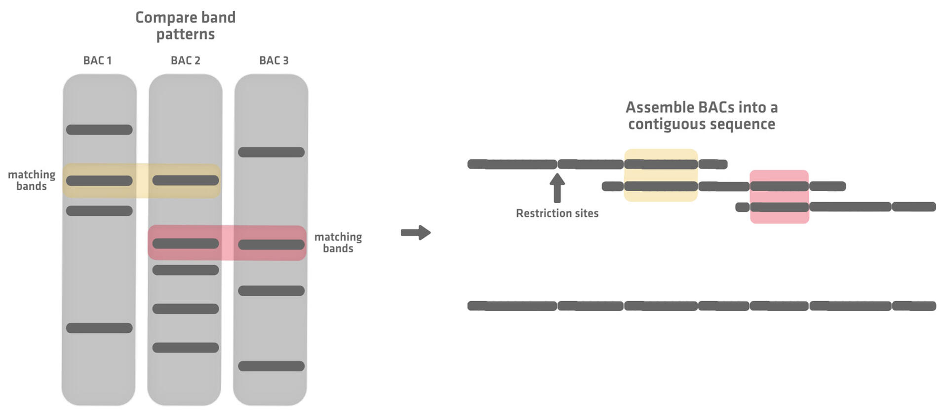 Agarose gel with band patterns on the left, BACs assembled into a contiguous sequence on the right