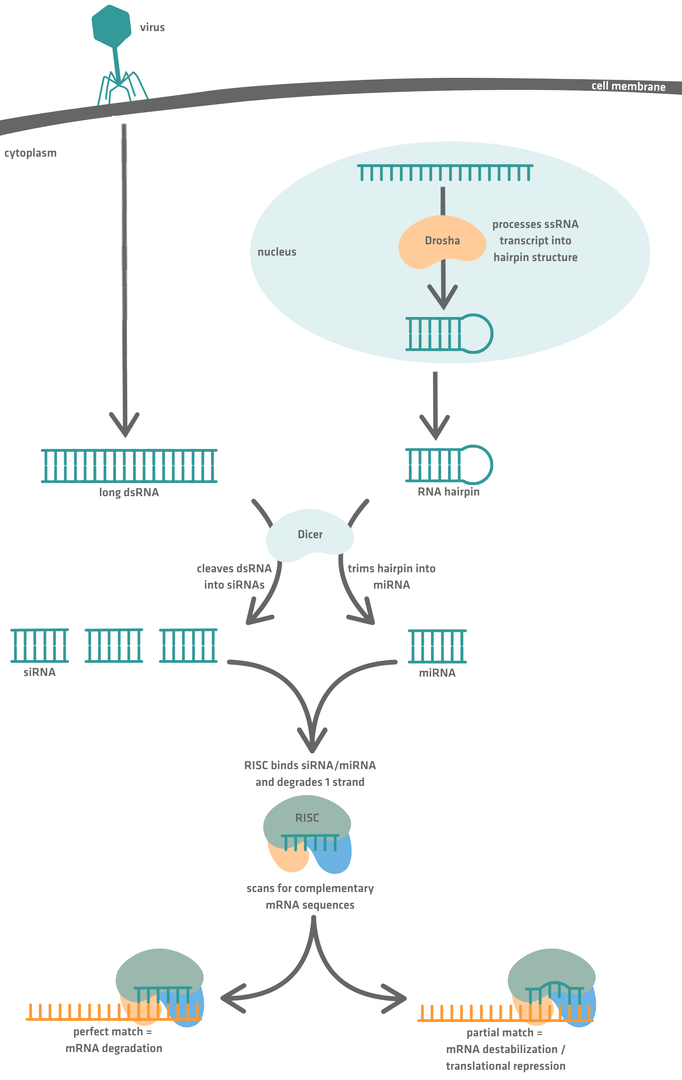 Infographic explaining the RNAi mechanism