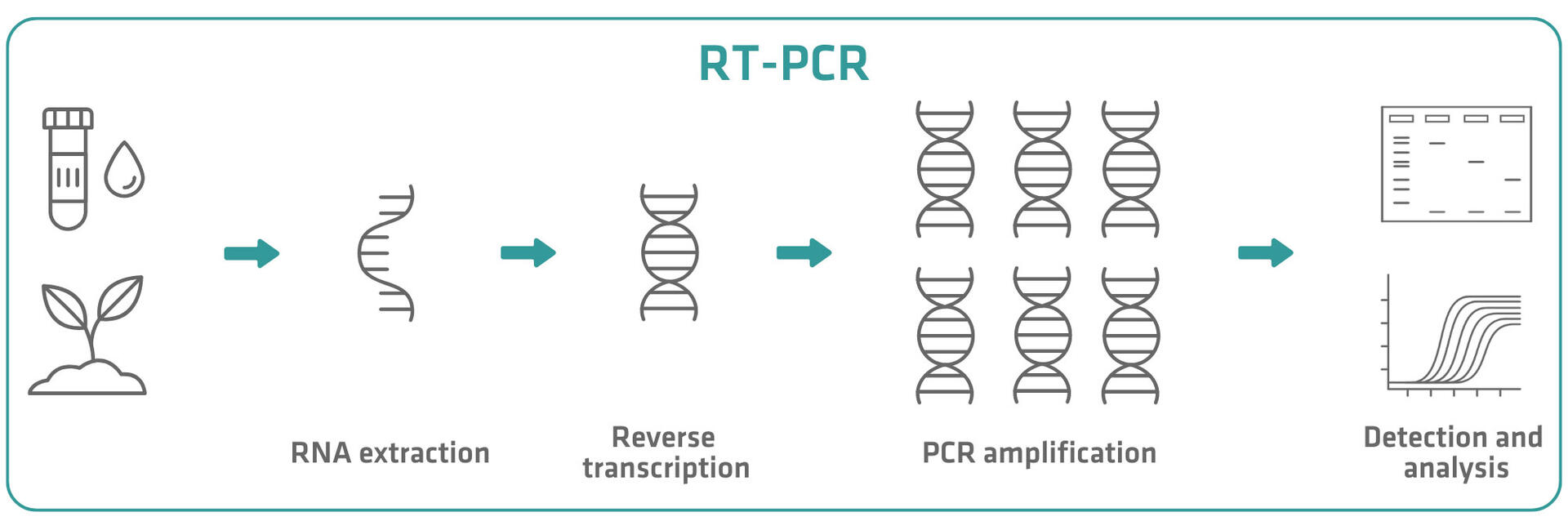 RT-PCR workflow: RNA extraction, reverse transcription, PCR amplification, detection & analysis