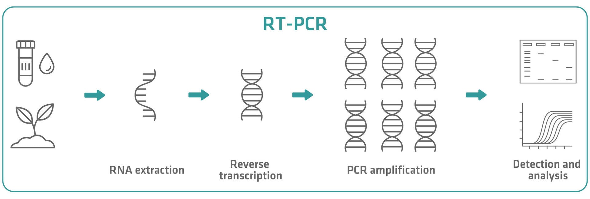 The essential guide to RT-PCR | INTEGRA