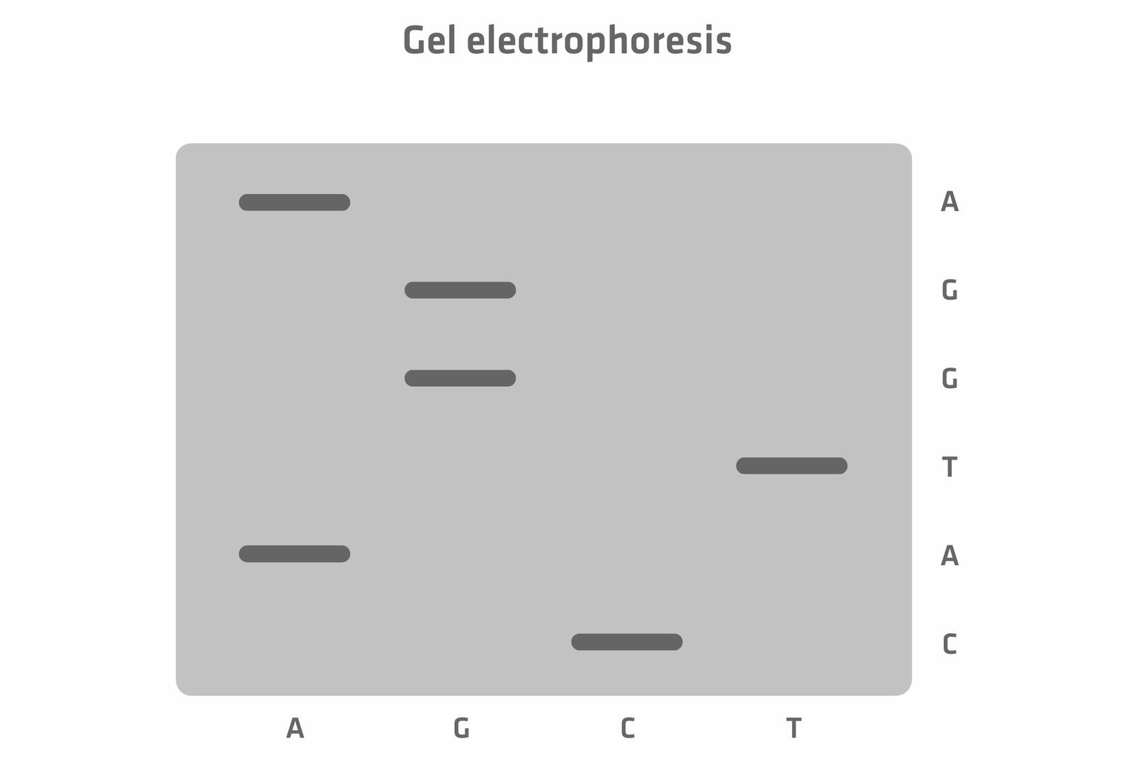 Gel electrophoresis for Sanger sequencing
