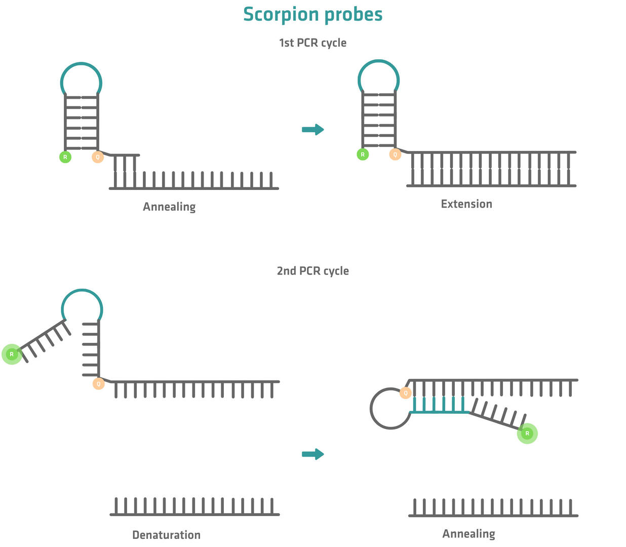 Scorpion probe anneals to target sequence during 1st PCR cycle and hairpin structure opens during 2nd PCR cycle.