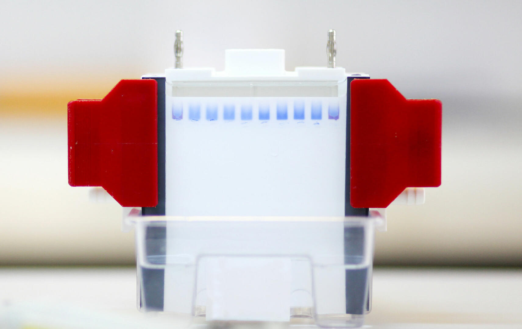SDS-PAGE: Samples traveling through a gel for a western blot