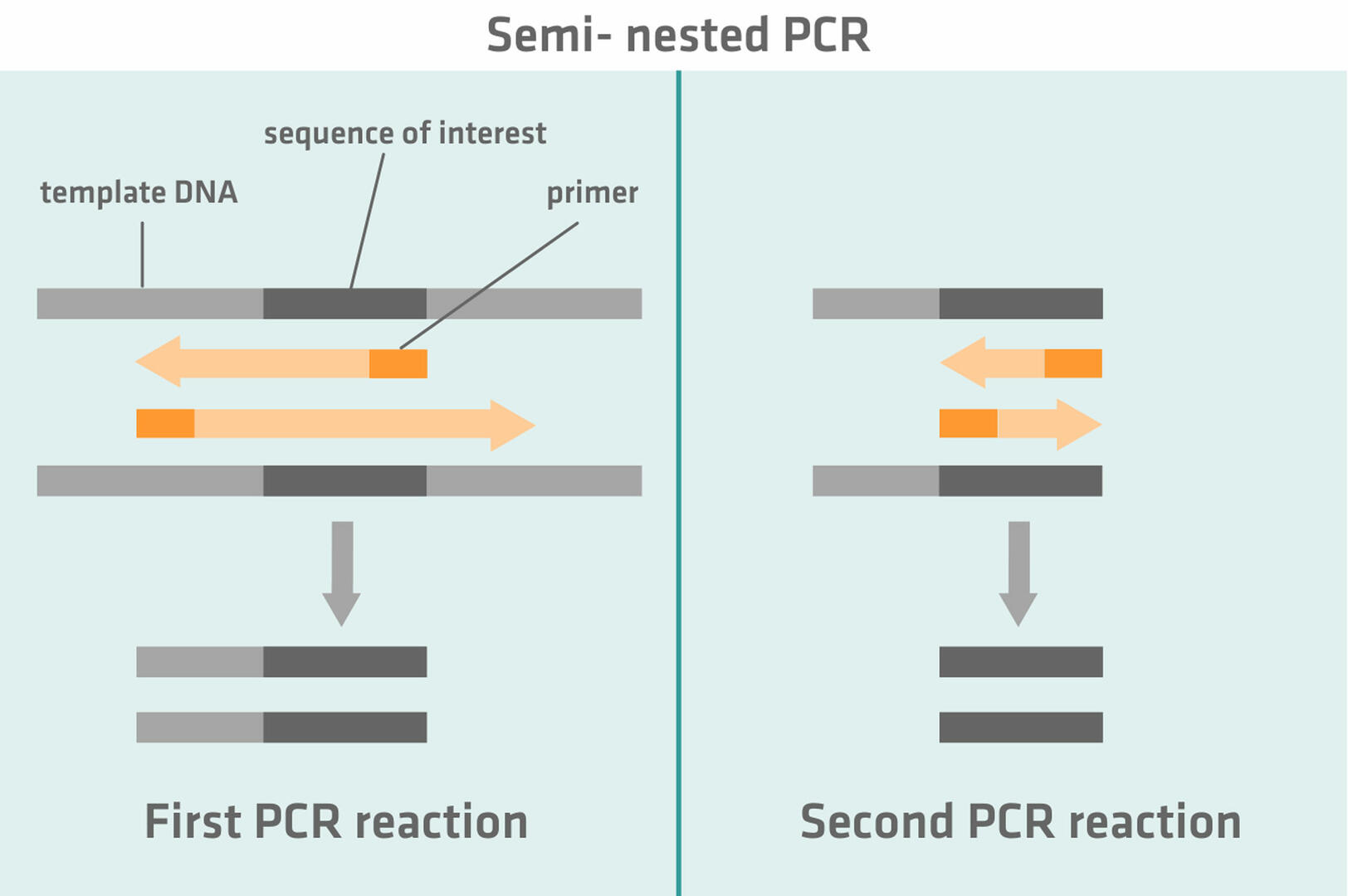 How semi-nested PCR works