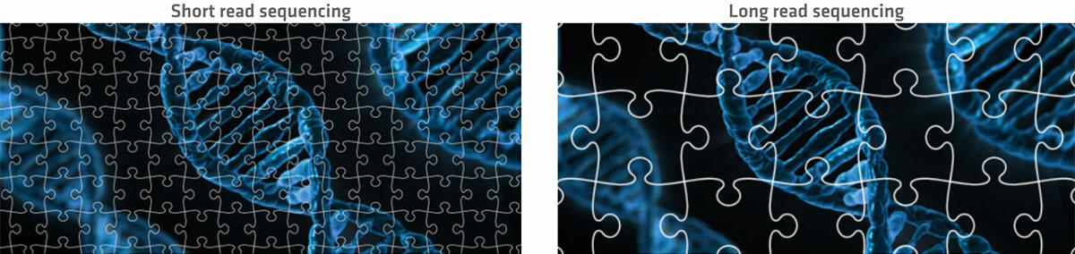 Illumina vs PacBio sequencing: Short read sequencing vs long read sequencing infographic