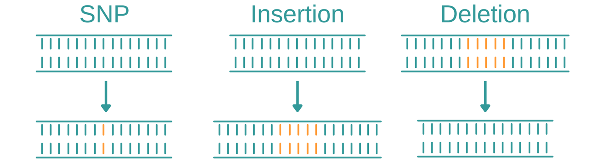 Genotyping: What are SNPs, insertions and deletions?