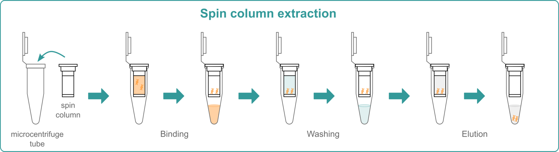 Illustration explaining how spin column extraction works