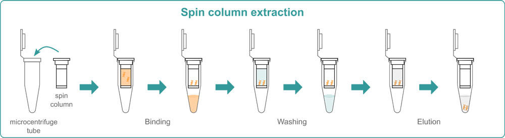 Advantages And Limitations Of Spin Column Dna Extraction Technique