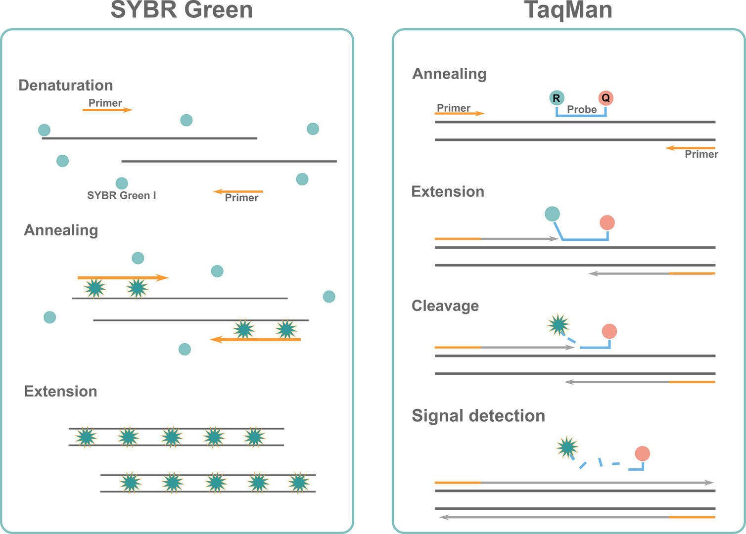 qPCR hoạt động như thế nào: SYBR Green so với TaqMan