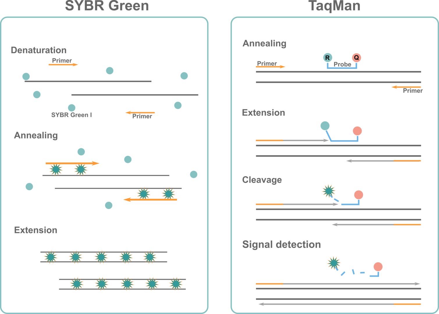SYBR Green vs TaqMan probe qPCR assay