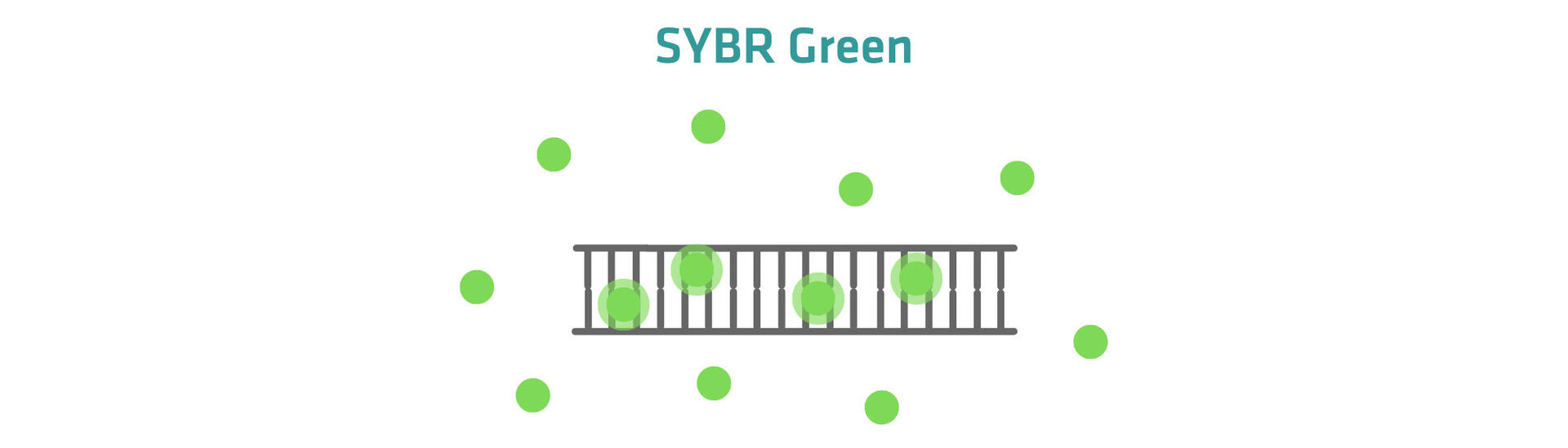 SYBR Green intercalated into double-stranded cDNA showing increased fluorescence
