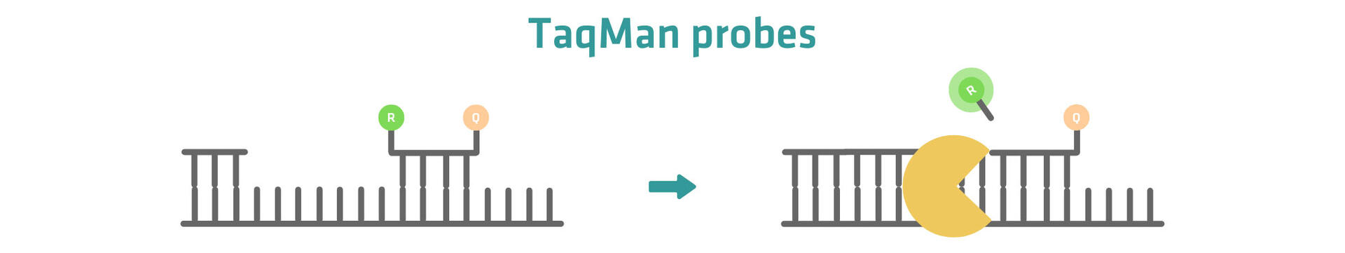 5' reporter dye of TaqMan probe is cleaved by Taq polymerase