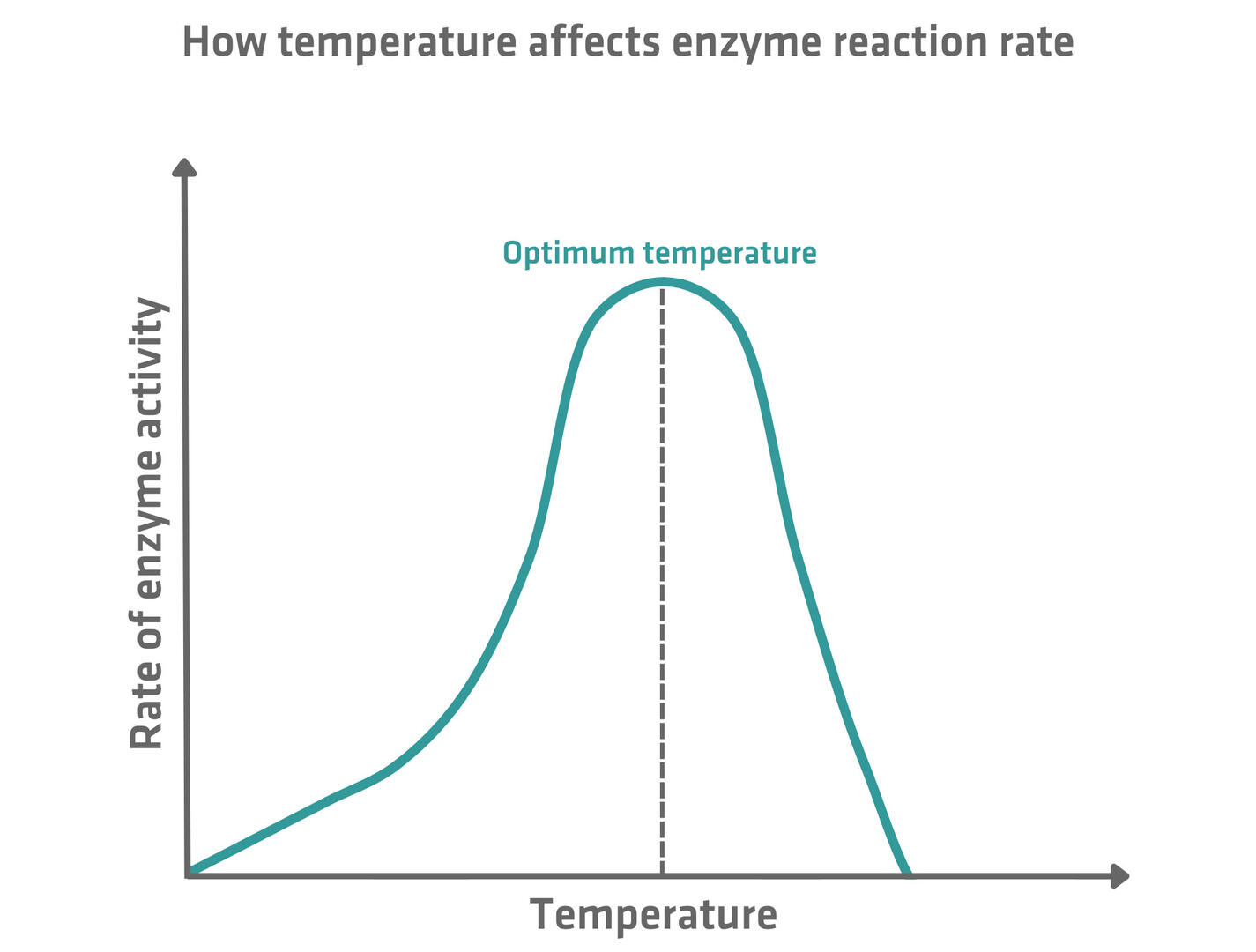 How temperature affects enzyme reaction rate