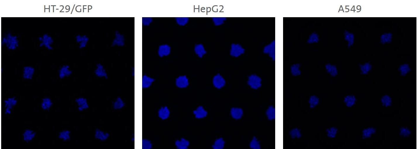 Three cell lines formed single spheroids