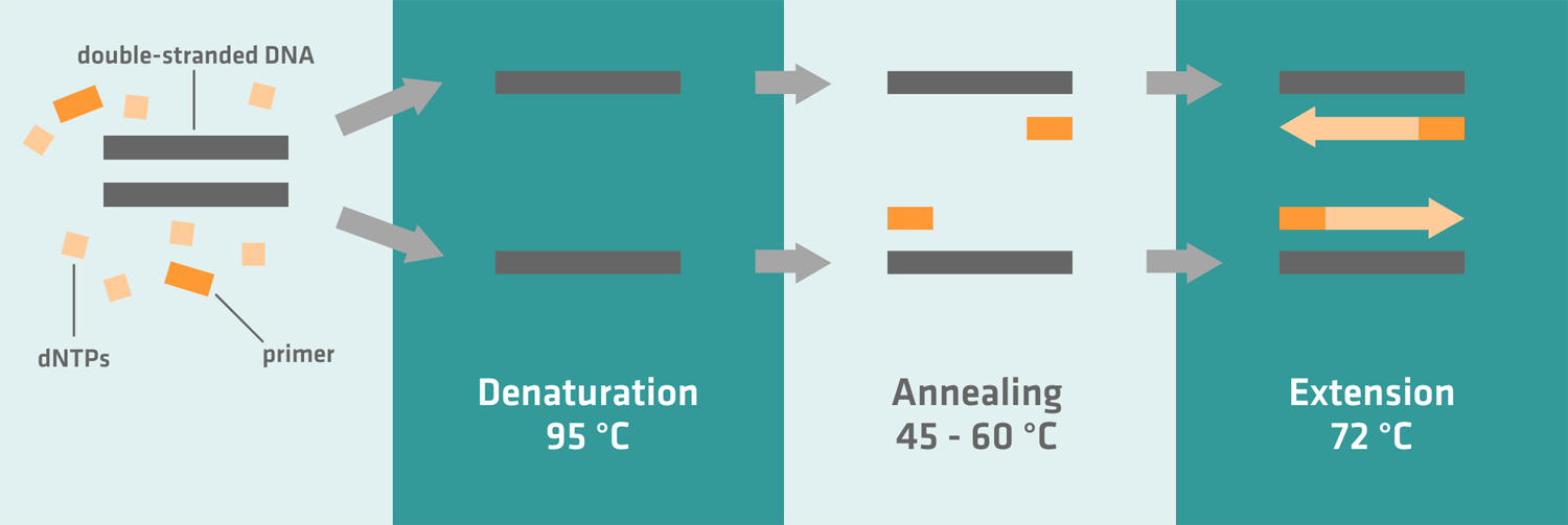How does PCR work? The 3 steps of PCR: Denaturation, Annealing, Extension