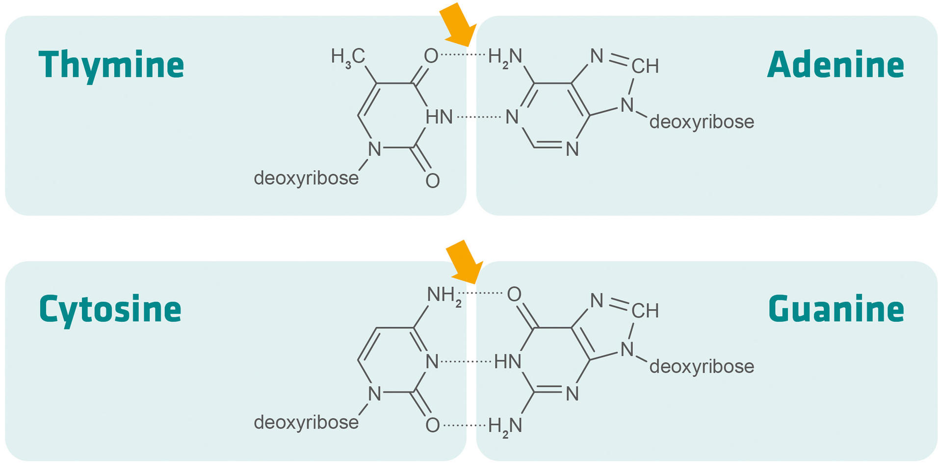 Hydrogen bonds of A-T and G-C base pairs