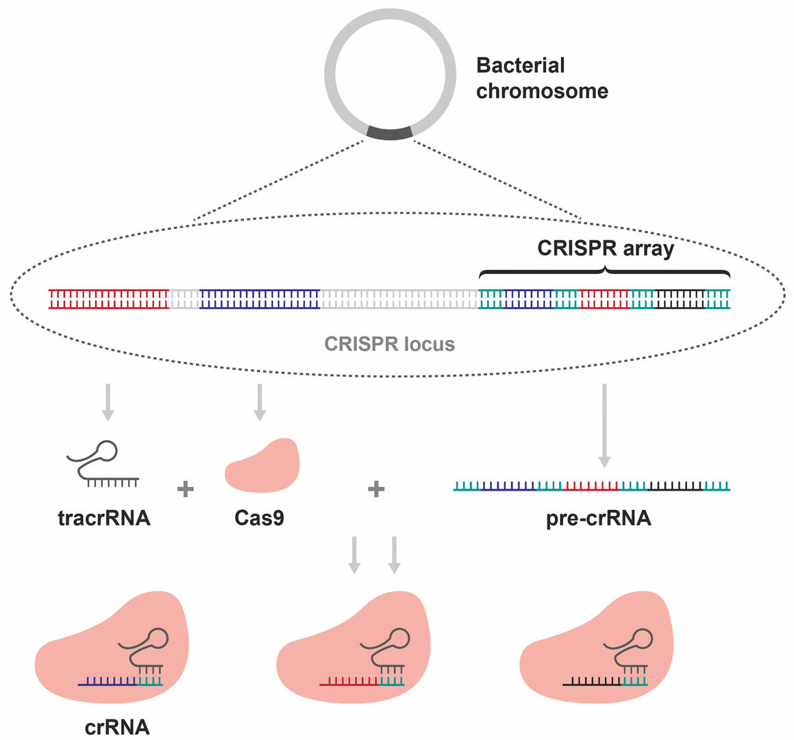 What is CRISPR-Cas9 and how does it work? | INTEGRA