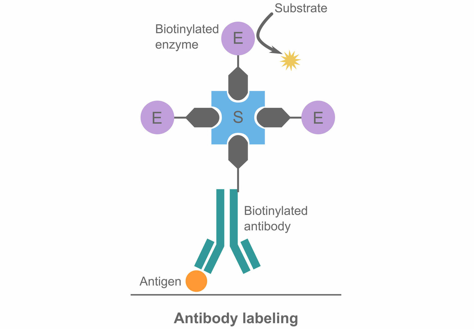 Antibody labeled with an enzyme using a streptavidin-biotin bridge