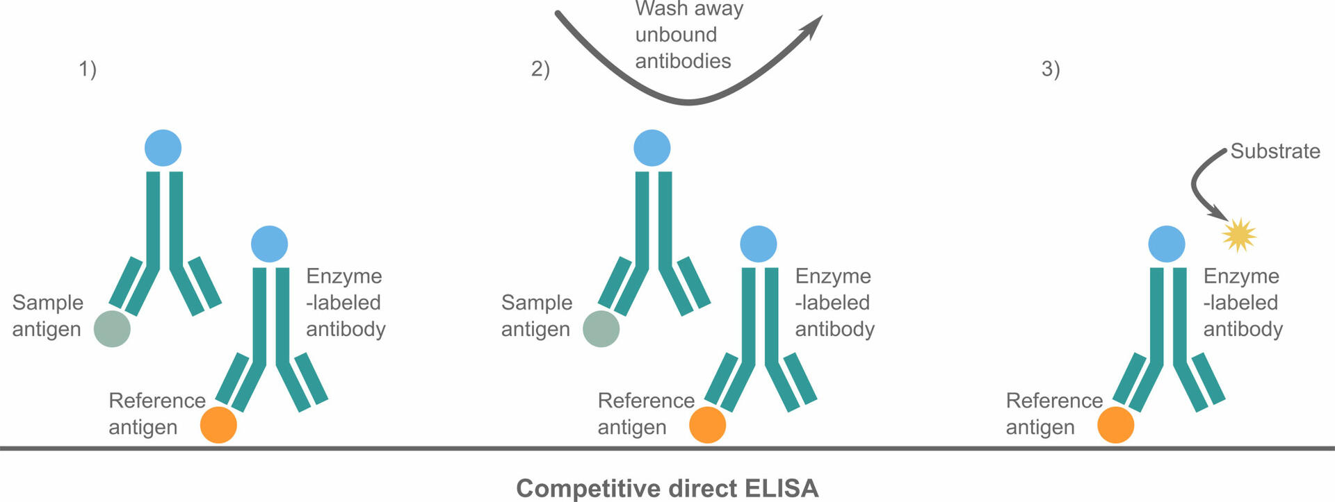 The three steps of a competitive direct ELISA