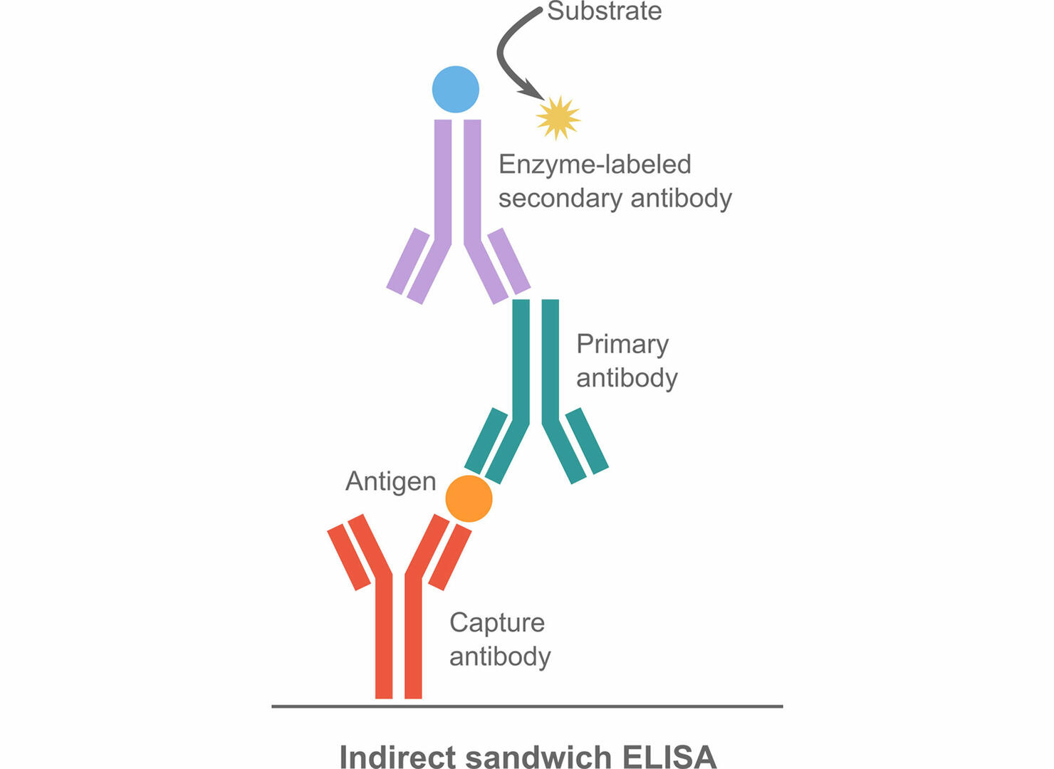 Indirect sandwich ELISA