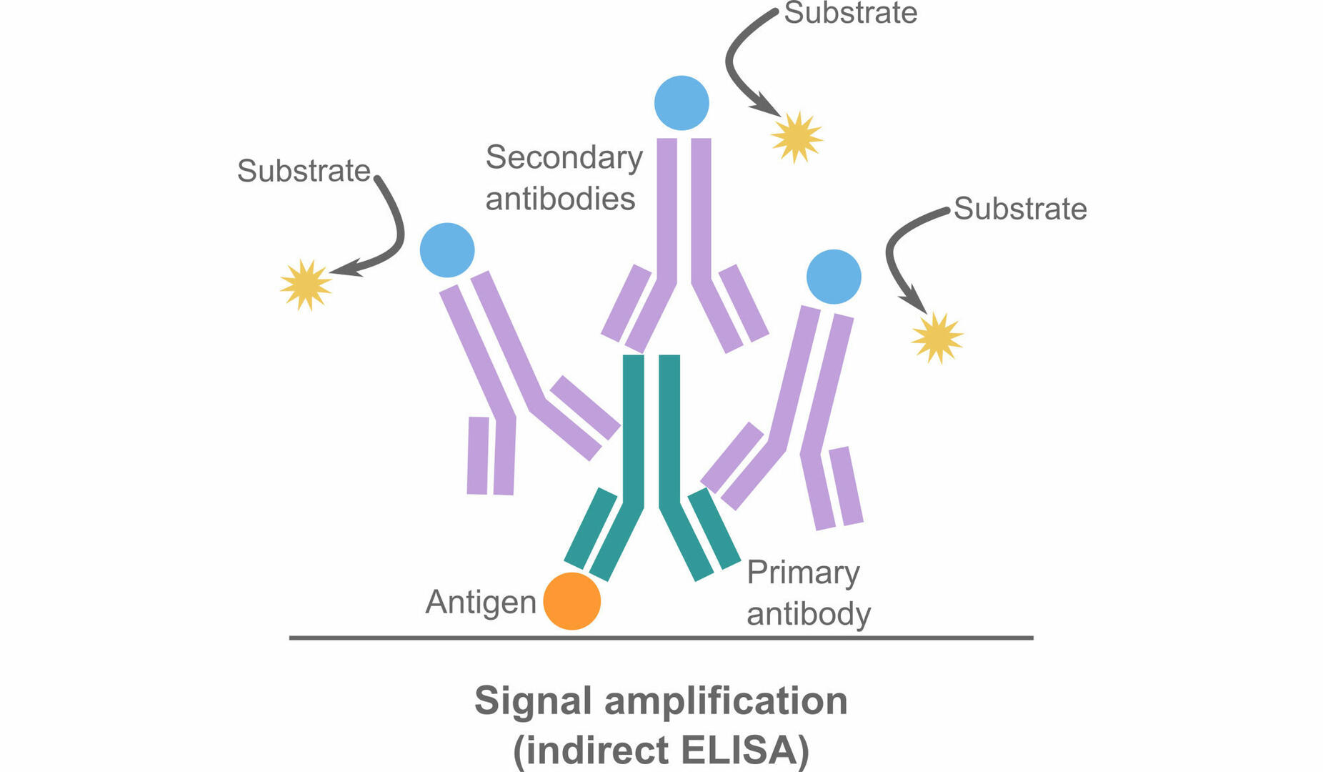 Signal amplification in indirect ELISA assays