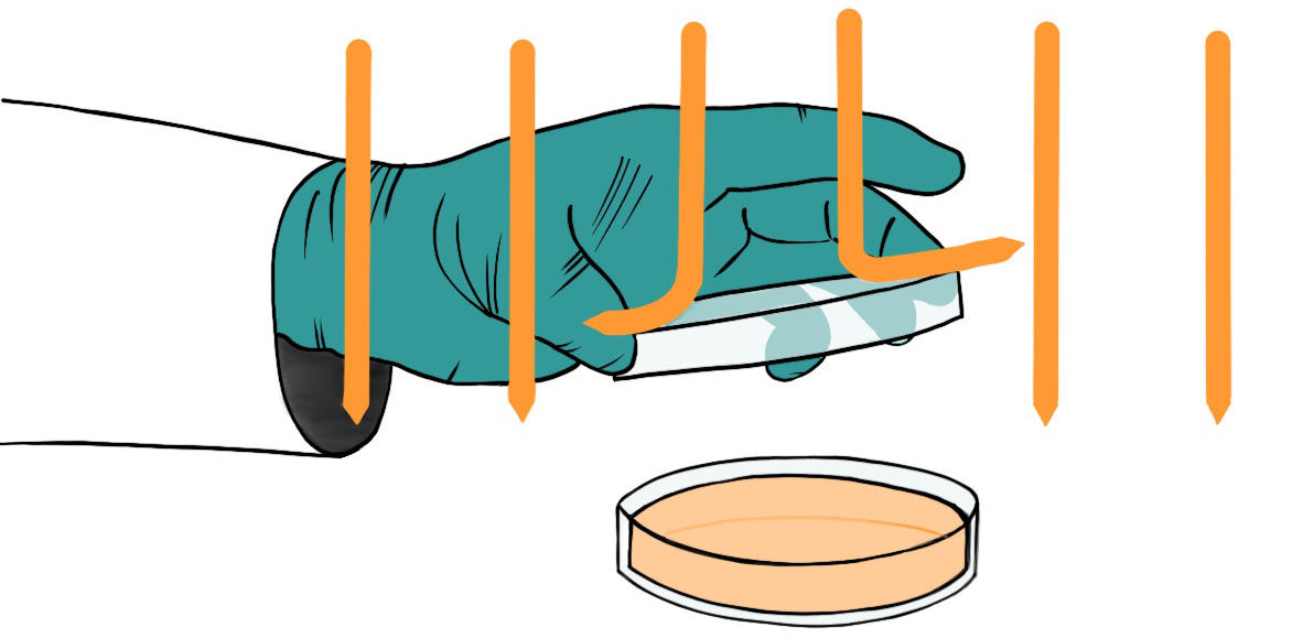 Scientist holding a lid over a Petri dish to protect it from the air flow of the BSC