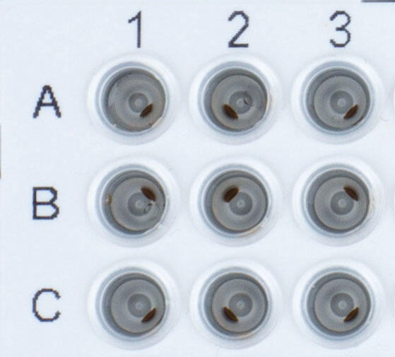 Image of magnetic bead pellets in a PCR plate on the HEATMAG module.