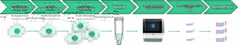 Illustration of the step-by-step procedure of the Flex Apex workflow.