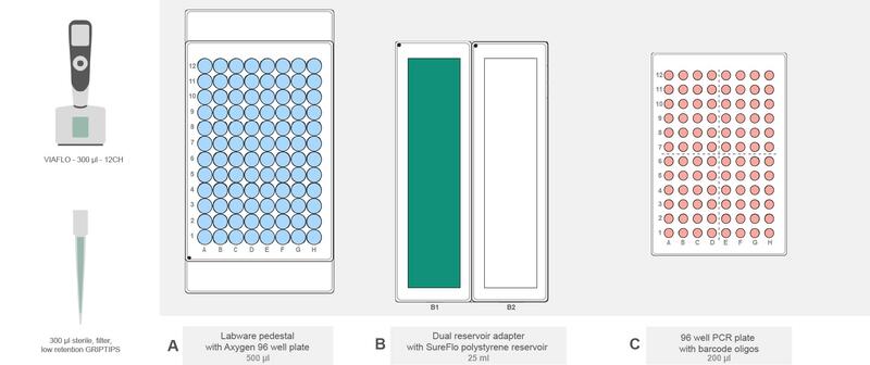 ASSIST PLUS deck set-up for barcode oligo hybridization in the Flex Apex workflow.