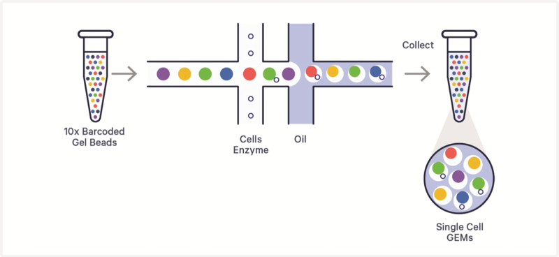 Schematic representation of the GEM-X Chip workflow for GEM generation.