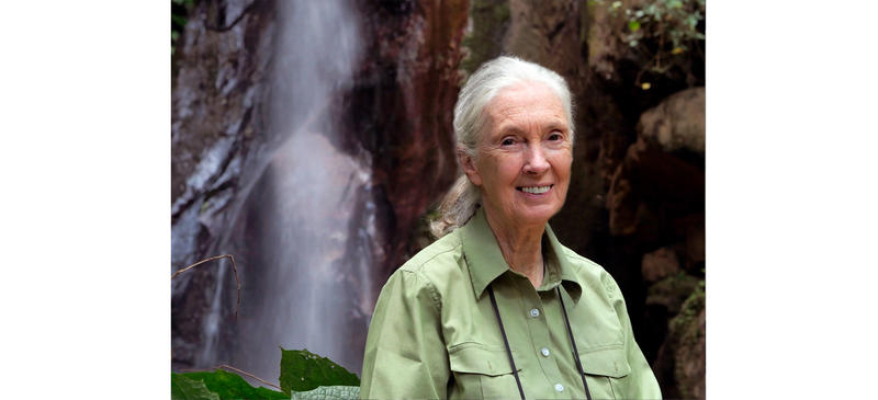 Portrait of Jane Goodall
