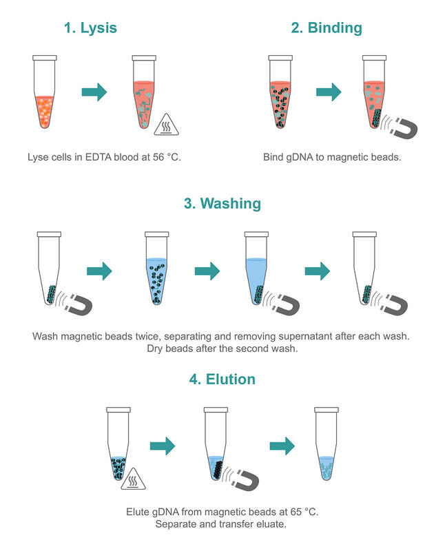 A 4 step DNA extraction workflow from blood using the Clean Blood & Tissue DNA Kit.