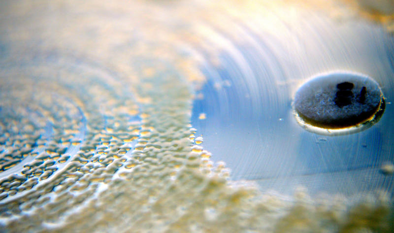 Close-up of a Petri dish with a paper disk used for an antimicrobial susceptibility test