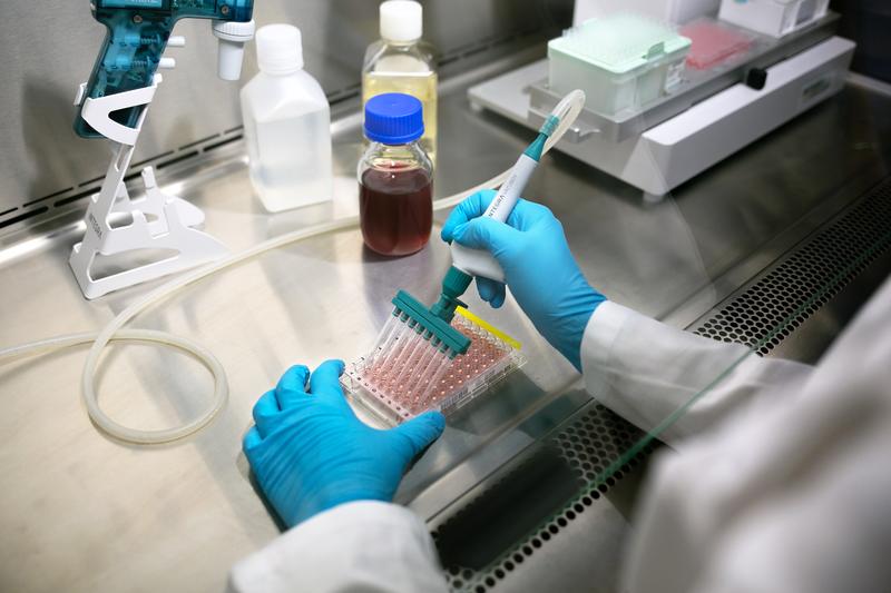 Scientist working in a biosafety cabinet to prevent contamination in cell culture