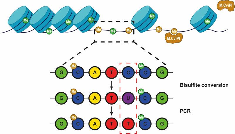Schematic representation of bisulfite sequencing.