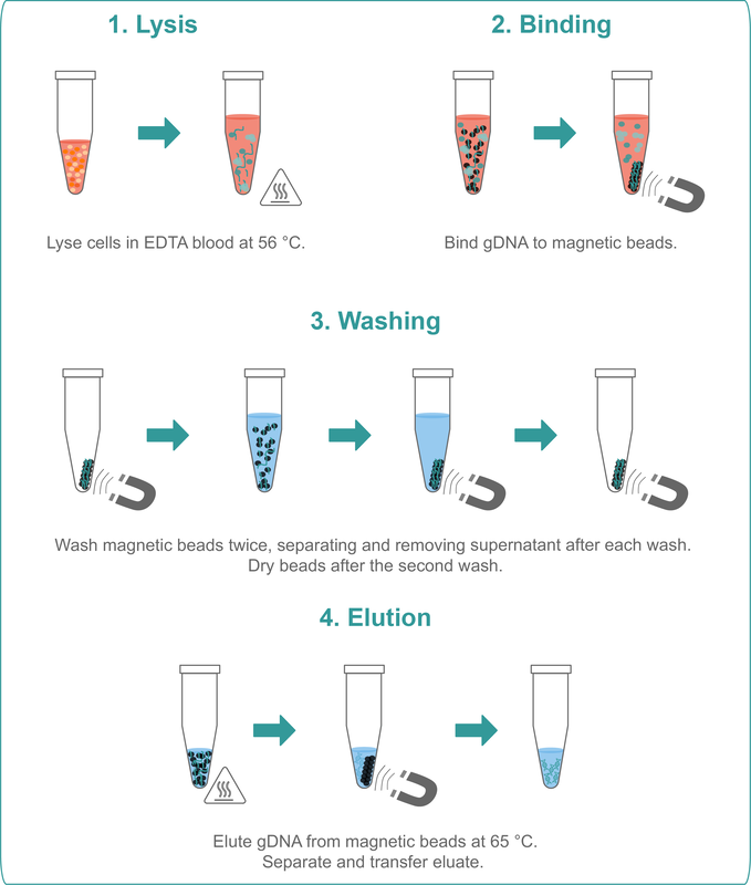 Illustration of the step-by-step procedure of blood extraction and gDNA purification with magnetic beads.