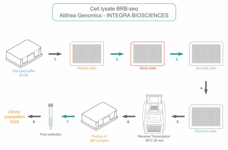 Sample preparation workflow for cell lysate BRB-seq with the help of the VIAFLO 384.