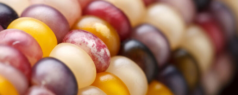 Corn kernels in different colors (colorless, yellow, red, purple, spotted)