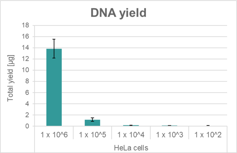 Column diagram showing high yield DNA extracted from HeLa cells.