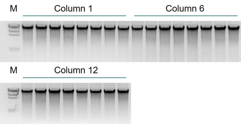 Agarose gel photo showing high quality genomic DNA extracted from spleen tissues.